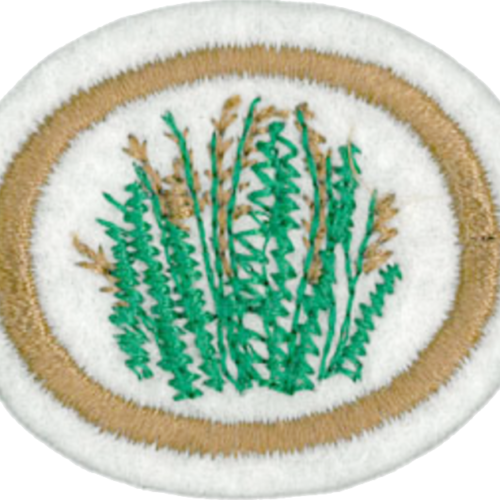 Gramíneas